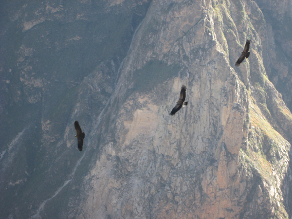 Condors at the Colca canyon viewpoint. 