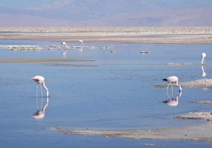 Flamingoes on the Salar de Atacama near the village of San Pedro, our acclimatisation base.